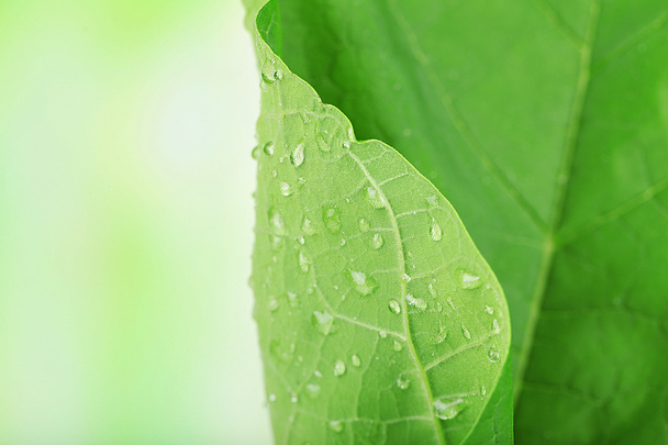 Fresh green leaf with drops on nature background - Foto, Imagen