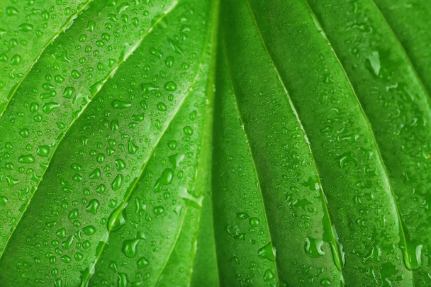 Fresh green leaf with drops, close up - Foto, imagen