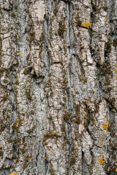 Ağaç kabuğu detay - Fotoğraf, Görsel