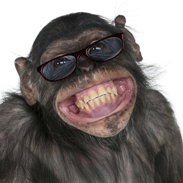 Close-up de macaco de raça mista entre Chimpanzé e Bonobo smi
 - Foto, Imagem