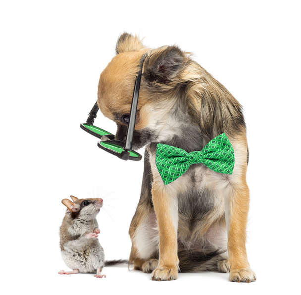 Chihuahua wearing round glasses ,sitting and looking at a mouse - Photo, Image