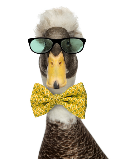 Close-up of a Male Crested Ducks wearing glasses and a bow tie i - Fotó, kép