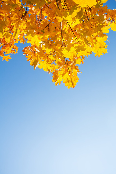 autumn maple leaves - Fotoğraf, Görsel