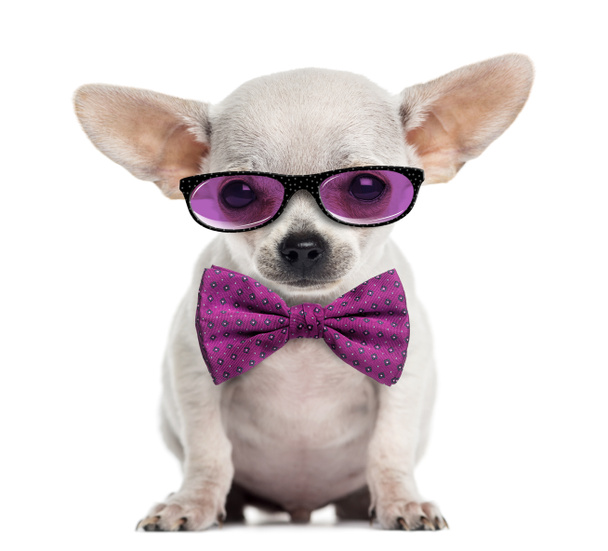 Chihuahua puppy wearing glasses and a bow tie isolated on white - Photo, Image