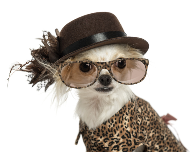 Close-up of a Chihuahua wearing a hat and glasses, isolated on w - Fotó, kép