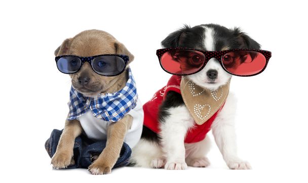 Dressed-up Chihuahua puppies sitting and wearing glasses, 3 mont - Фото, изображение