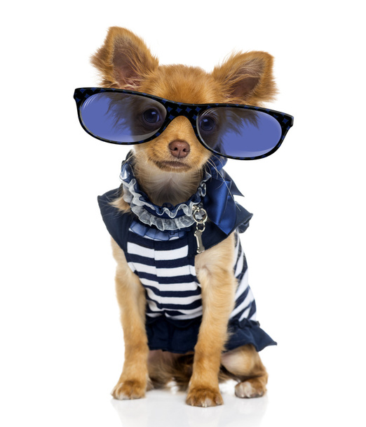 Chihuahua (2 anni) con gli occhiali
 - Foto, immagini