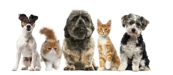 Group of dogs and cats in front of a white background - Photo, Image