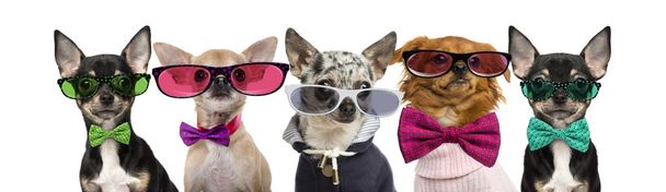 Group of Chihuahuas wearing bow ties and glasses in front of a w - Photo, Image