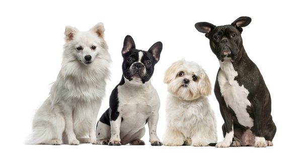 Grupo de cães na frente de um fundo branco
 - Foto, Imagem