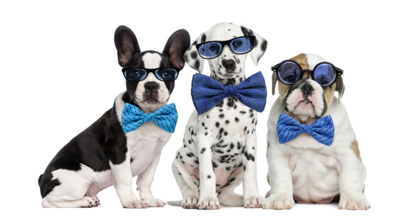 Ryhmä koiria silmälasien ja rusettien kanssa
 - Valokuva, kuva