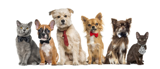 Group of dogs and cats in front of a white background - Photo, Image