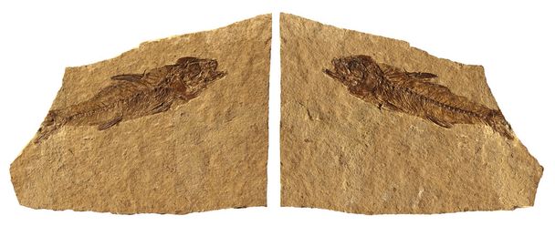 Pesci fossili
 - Foto, immagini