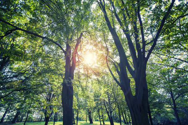 zielony las z promieniami słonecznymi - Zdjęcie, obraz