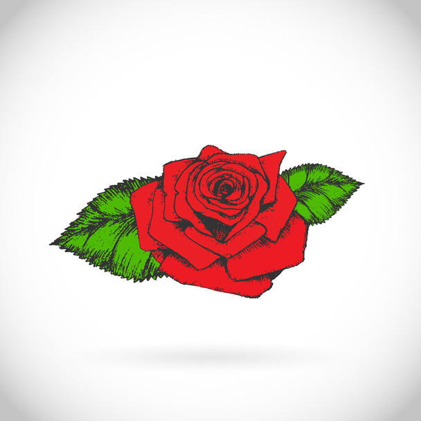 rose flower Print - Vektor, kép