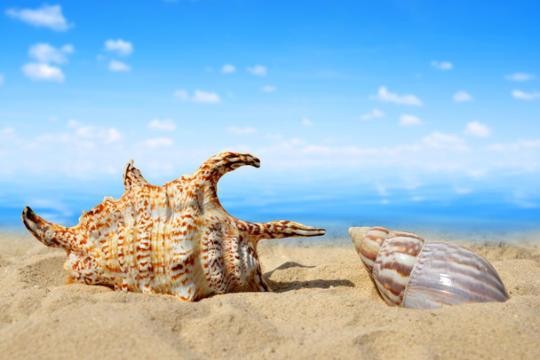 Морские раковины
 - Фото, изображение