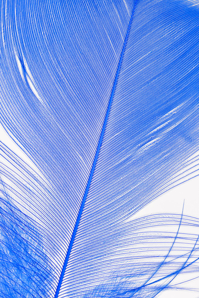 Close-up van een blauwe veer. - Foto, afbeelding