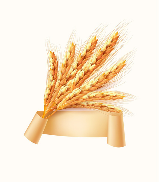 Ears of wheat. Vector illustration. - ベクター画像