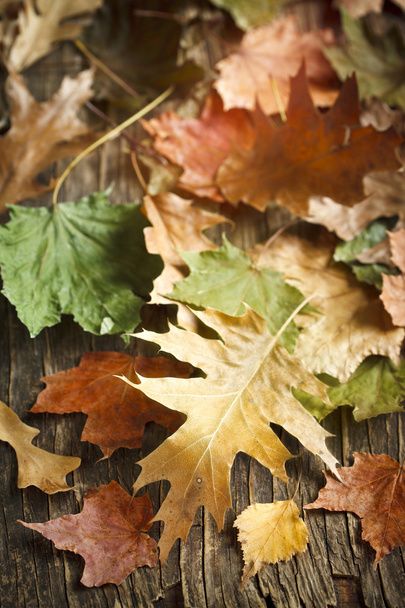 Fallen autumn leaves background - Foto, Imagen