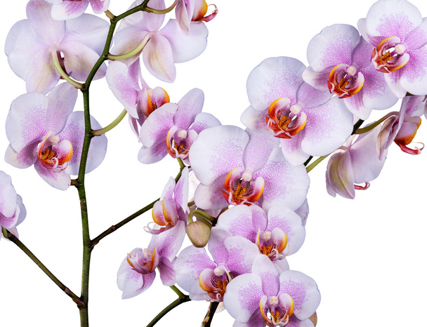 orchidee - Foto, afbeelding