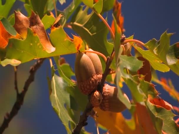 Autumn leaves from an oak tree - Felvétel, videó
