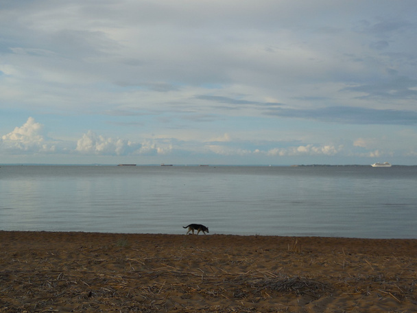 Pies biegnie wzdłuż wybrzeża Zatoki Perskiej - Zdjęcie, obraz