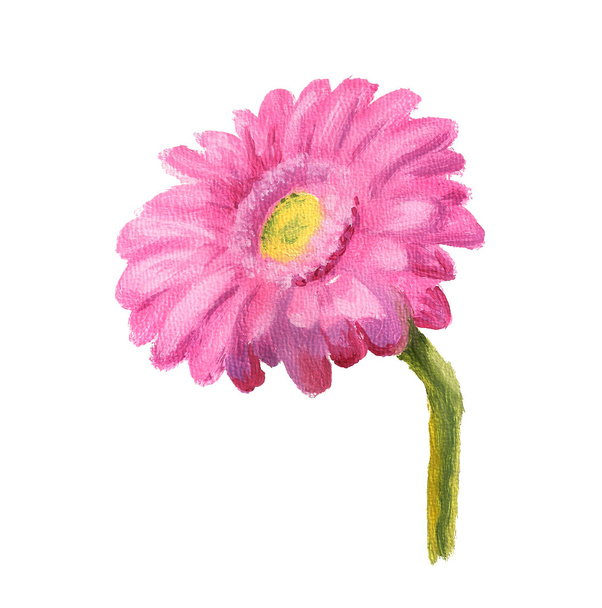 Pink gerbera - Фото, изображение