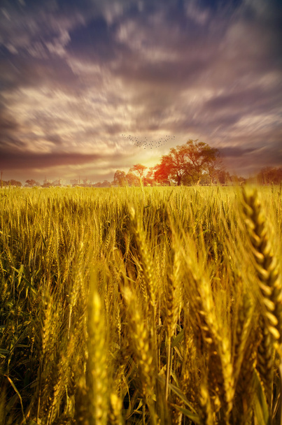 wheat fields dramatic sky landscape towards light - Photo, Image