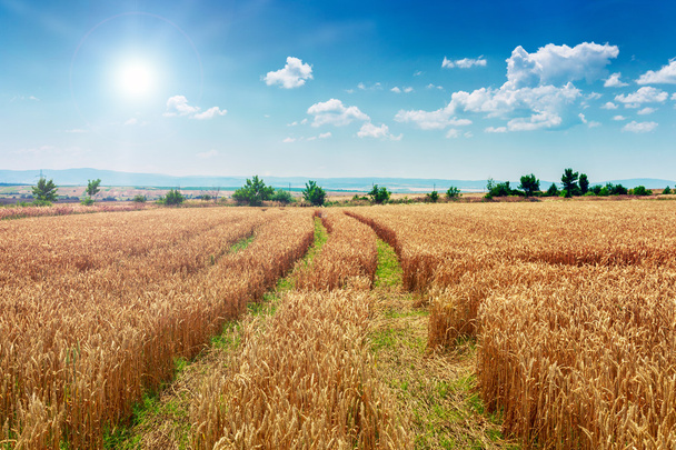 麦畑と青空の夏風景 - 写真・画像