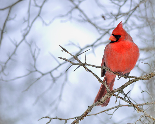 Kardinalmännchen - Foto, Bild