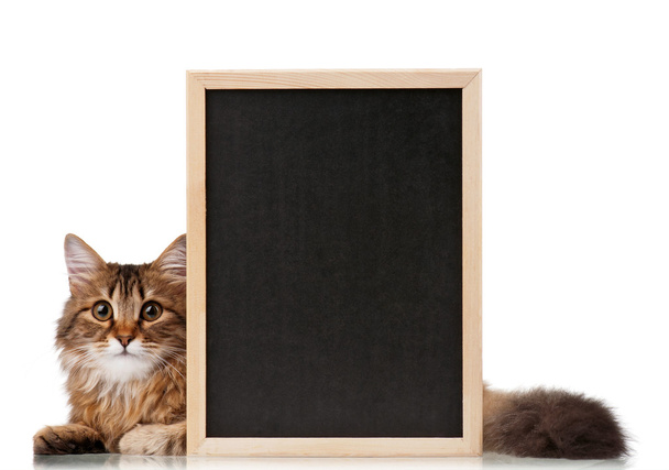 Cat with blackboard - 写真・画像