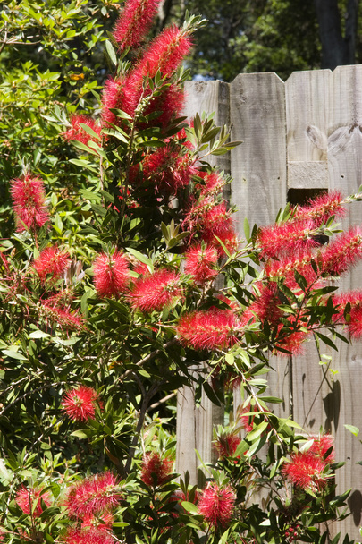 Red Bottlebrush Bush in Bloom - Photo, Image
