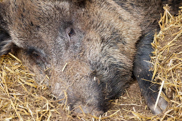 Wildschwein mit Stroh - Foto, Bild