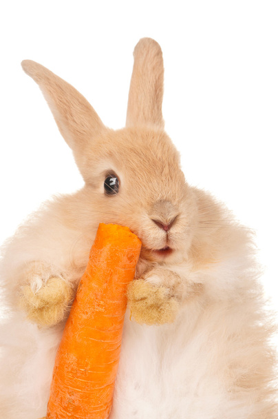 sevimli tavşan - Fotoğraf, Görsel