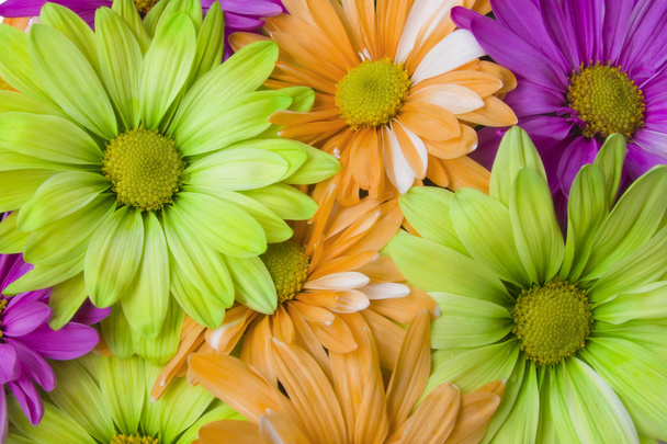 Marguerites colorées lumineuses
 - Photo, image
