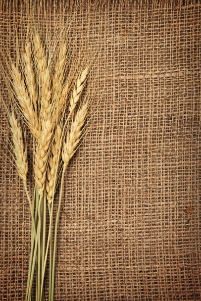Borda de orelhas de trigo no fundo da serapilheira
 - Foto, Imagem