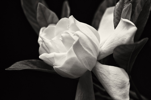 Квітка Gardenia чорно-білі - Фото, зображення