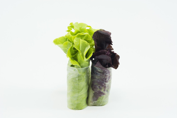 RedOak- hydroponics vegetable isolate on white background - Photo, Image