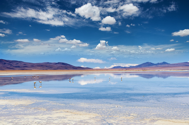 Plameňáci v laguně v bolivijské Altiplano - Fotografie, Obrázek