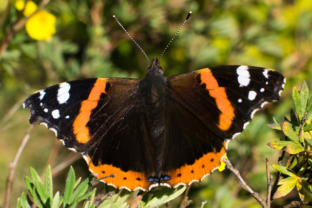 Noorse butterfly ' and ' einde van de zomer - Foto, afbeelding