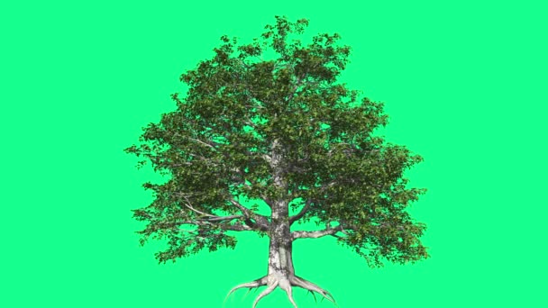 Europäische Buche Chromakey Baum Chroma Schlüssel Alfa Alfa Kanal schwankenden Baum Wind Äste Blätter Wurzelstudio Green Screen Computer generierte Animation - Filmmaterial, Video