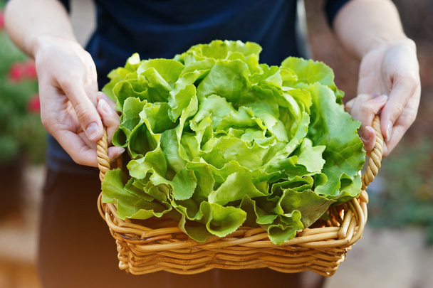 Hands holding basket with organic butter lettuce - Photo, Image