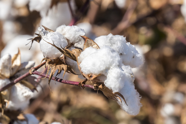 Fábrica de algodão pronta para colheita
 - Foto, Imagem
