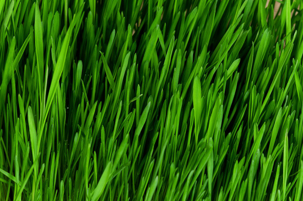 Wheat grass - Fotografie, Obrázek