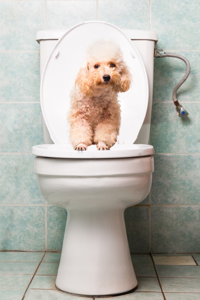 Smart beige toy poodle dog pooping into toilet bowl - Φωτογραφία, εικόνα