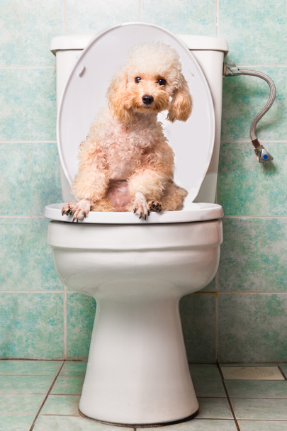Smart beige tpoodle dog pooping into toilet bowl - Fotoğraf, Görsel