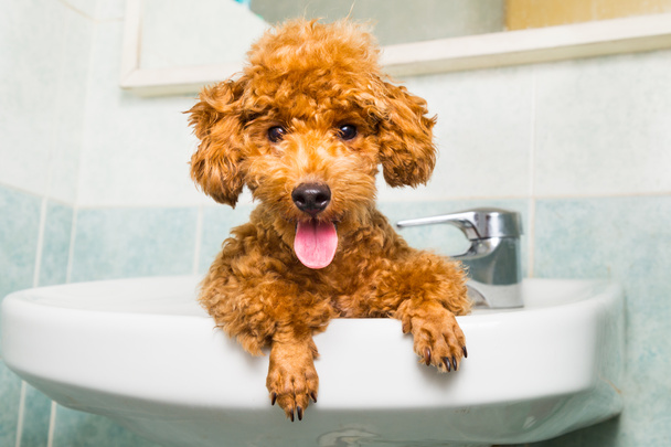 Glimlachend bruin poedel pup klaar voor bad in bekken - Foto, afbeelding