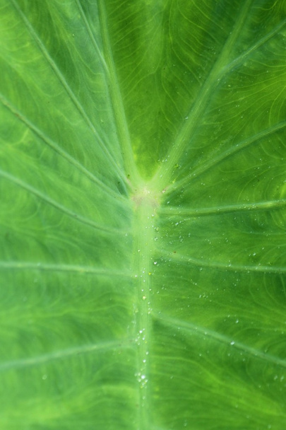 ニシキイモ緑葉のテクスチャー - 写真・画像