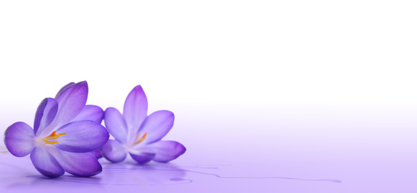 Цветок крокуса
 - Фото, изображение