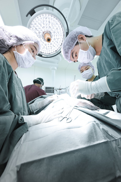 group of veterinarian surgery in operation room - 写真・画像